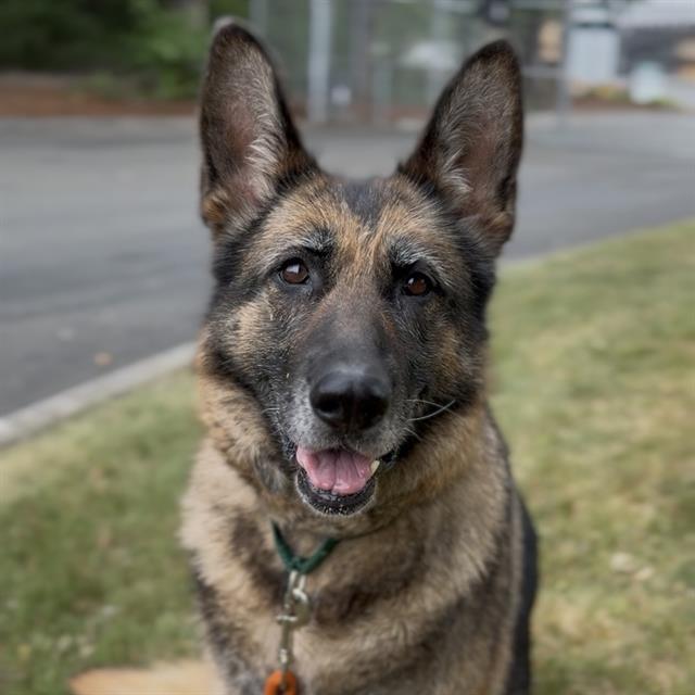 RADISH, Adoptable, Adult Female German Shepherd Dog.