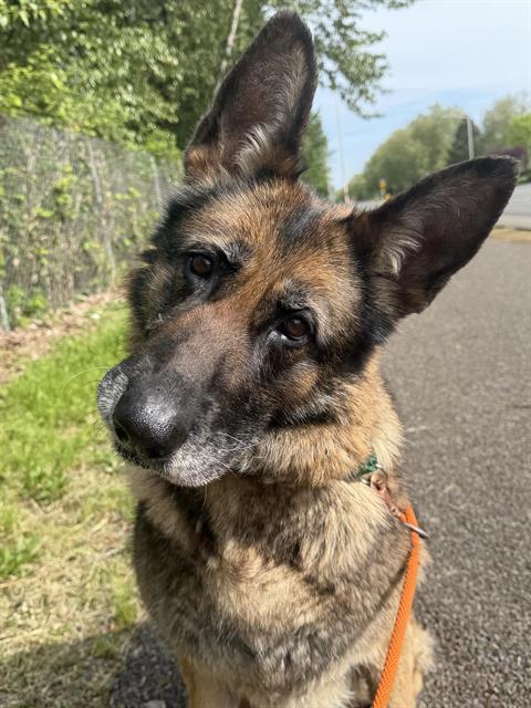 Enlarge RADISH, a Adoptable German Shepherd Dog in Kent, WA image 1/1