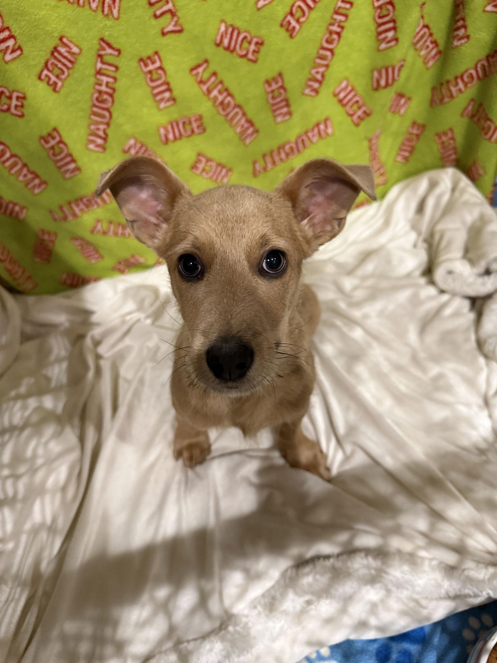 Teddy, Adopted, Young Male Mixed Breed.