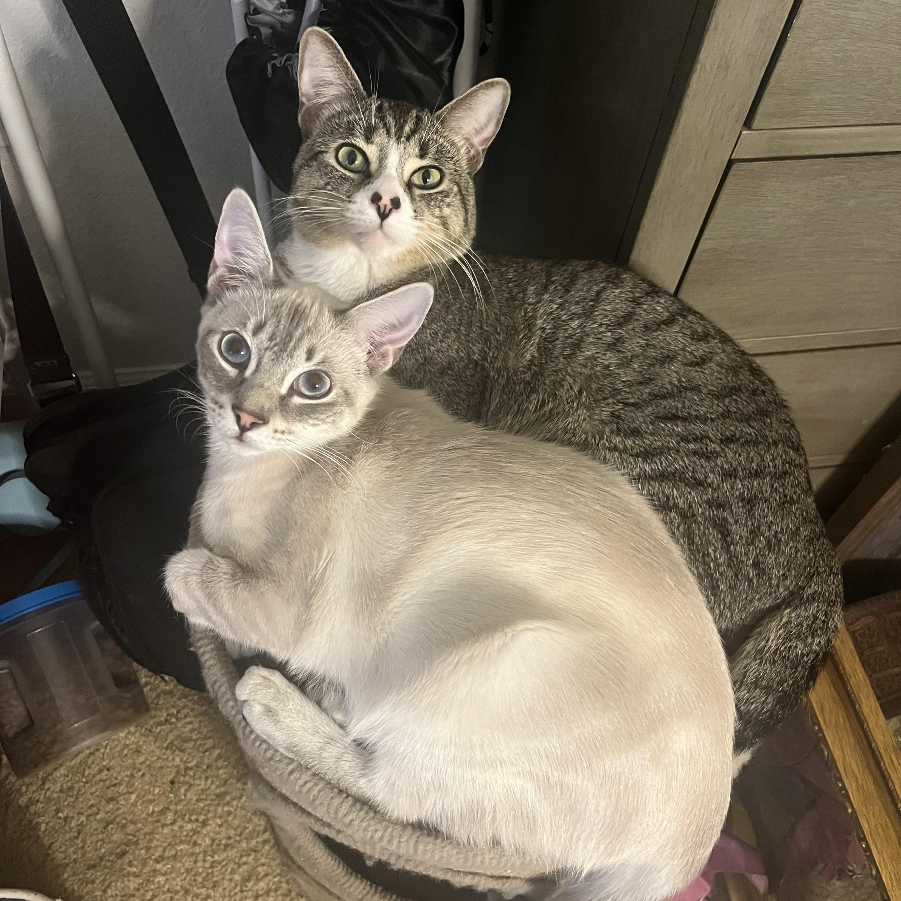 Enlarge Kratos, a ADOPTABLE Domestic Short Hair in Lantana, FL image 3/6