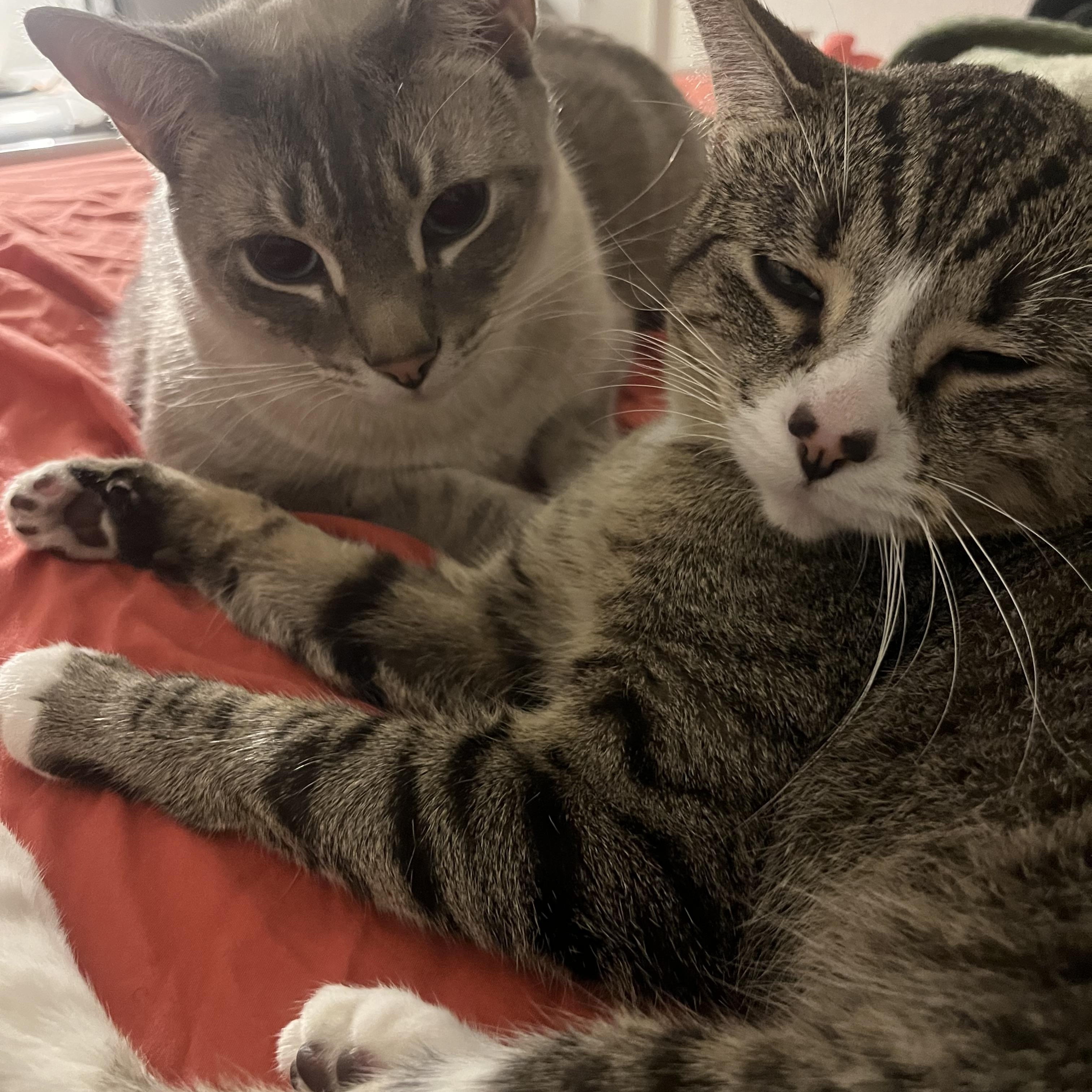 Enlarge Kratos, a ADOPTABLE Domestic Short Hair in Lantana, FL image 6/6