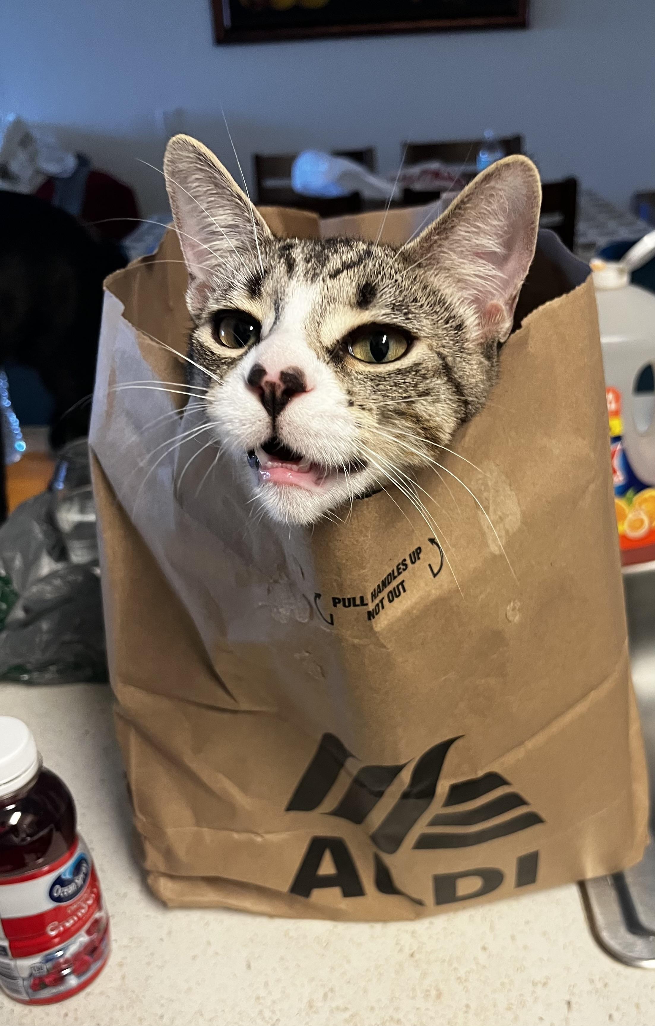 Enlarge Kratos, a ADOPTABLE Domestic Short Hair in Lantana, FL image 2/6