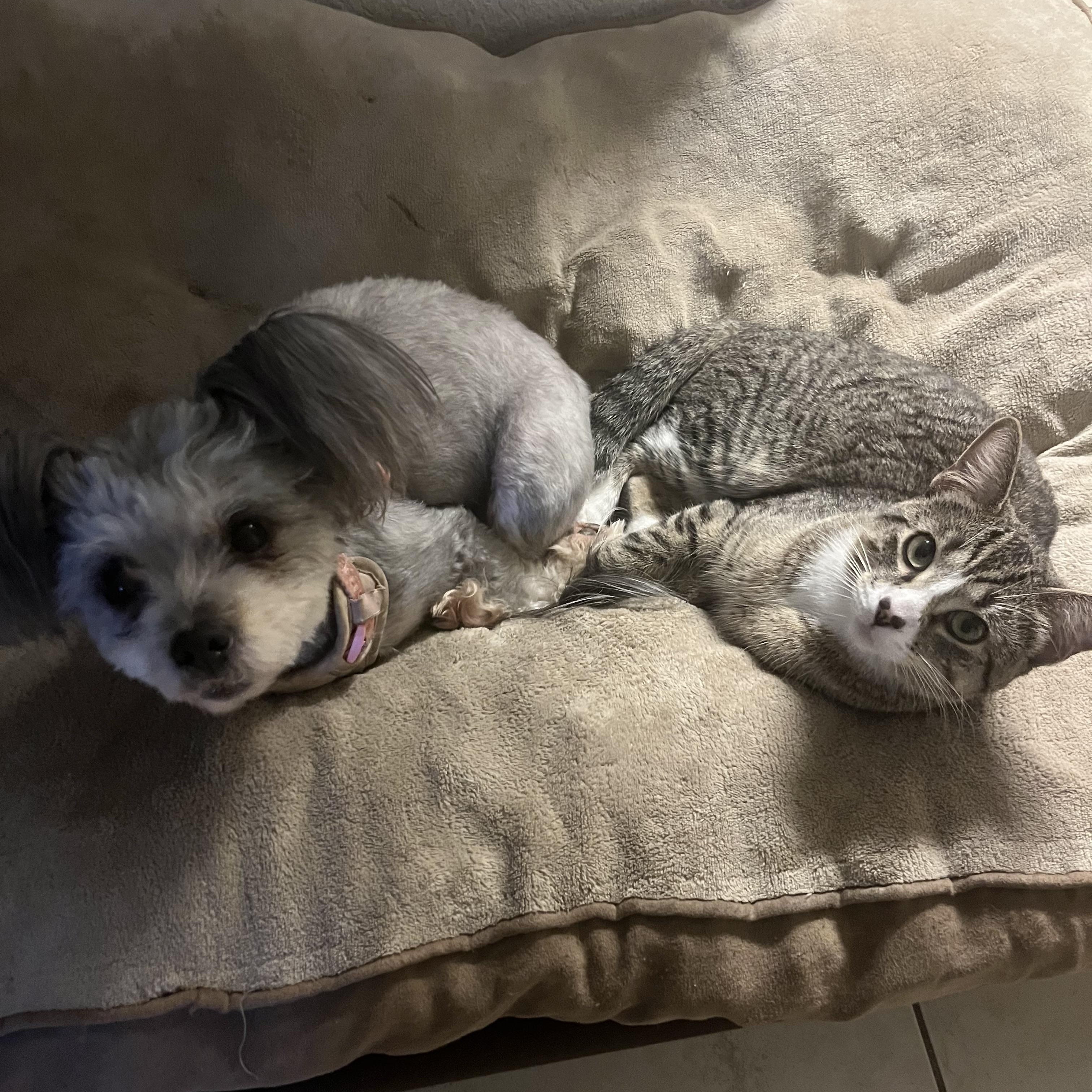 Enlarge Kratos, a ADOPTABLE Domestic Short Hair in Lantana, FL image 5/6