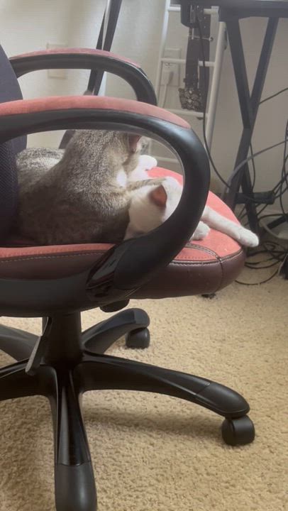 Enlarge Kratos, a ADOPTABLE Domestic Short Hair in Lantana, FL video 4/6