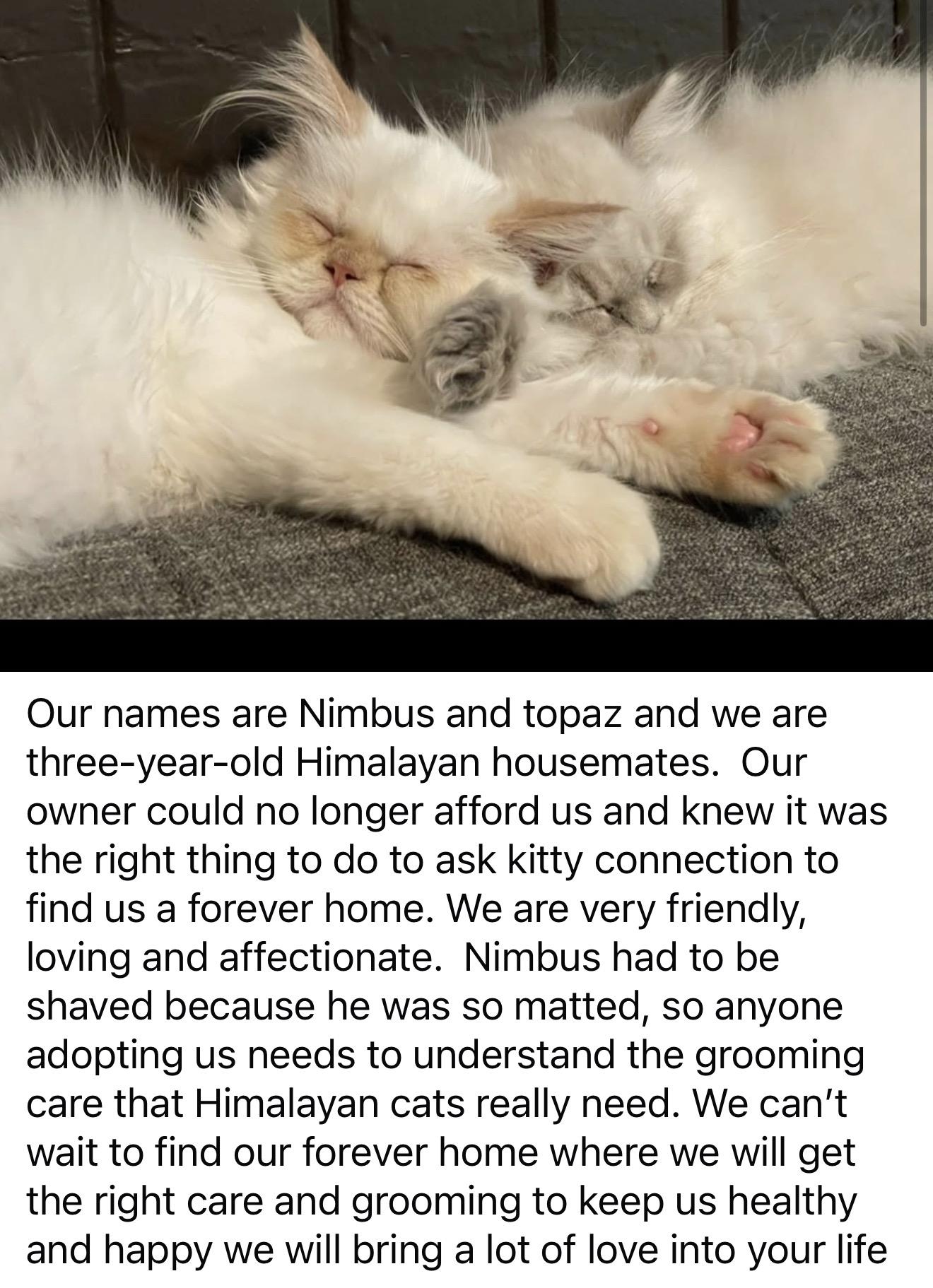 Topaz, an adopted Himalayan in Medford, MA image 3/4