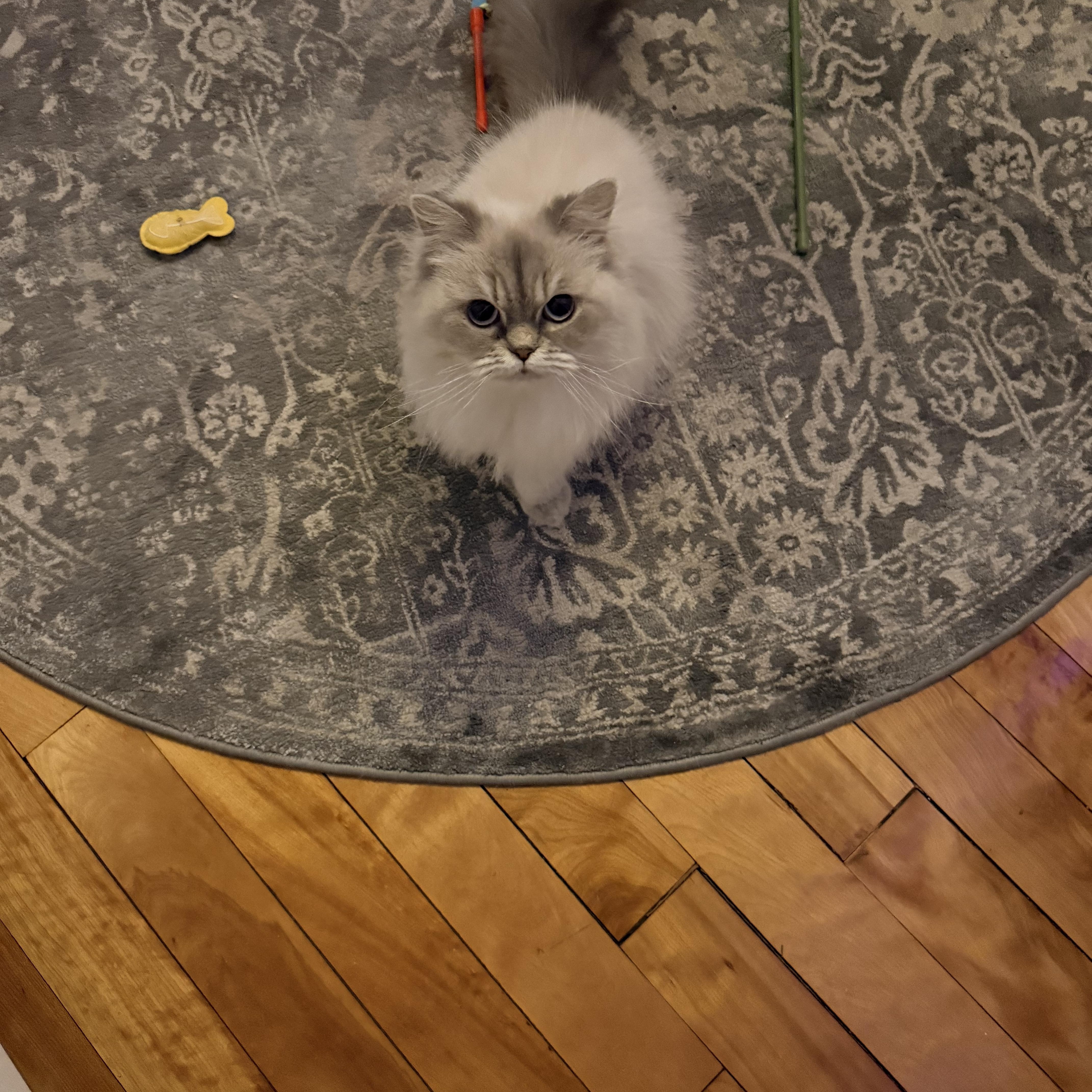 Topaz, an adopted Himalayan in Medford, MA image 2/4