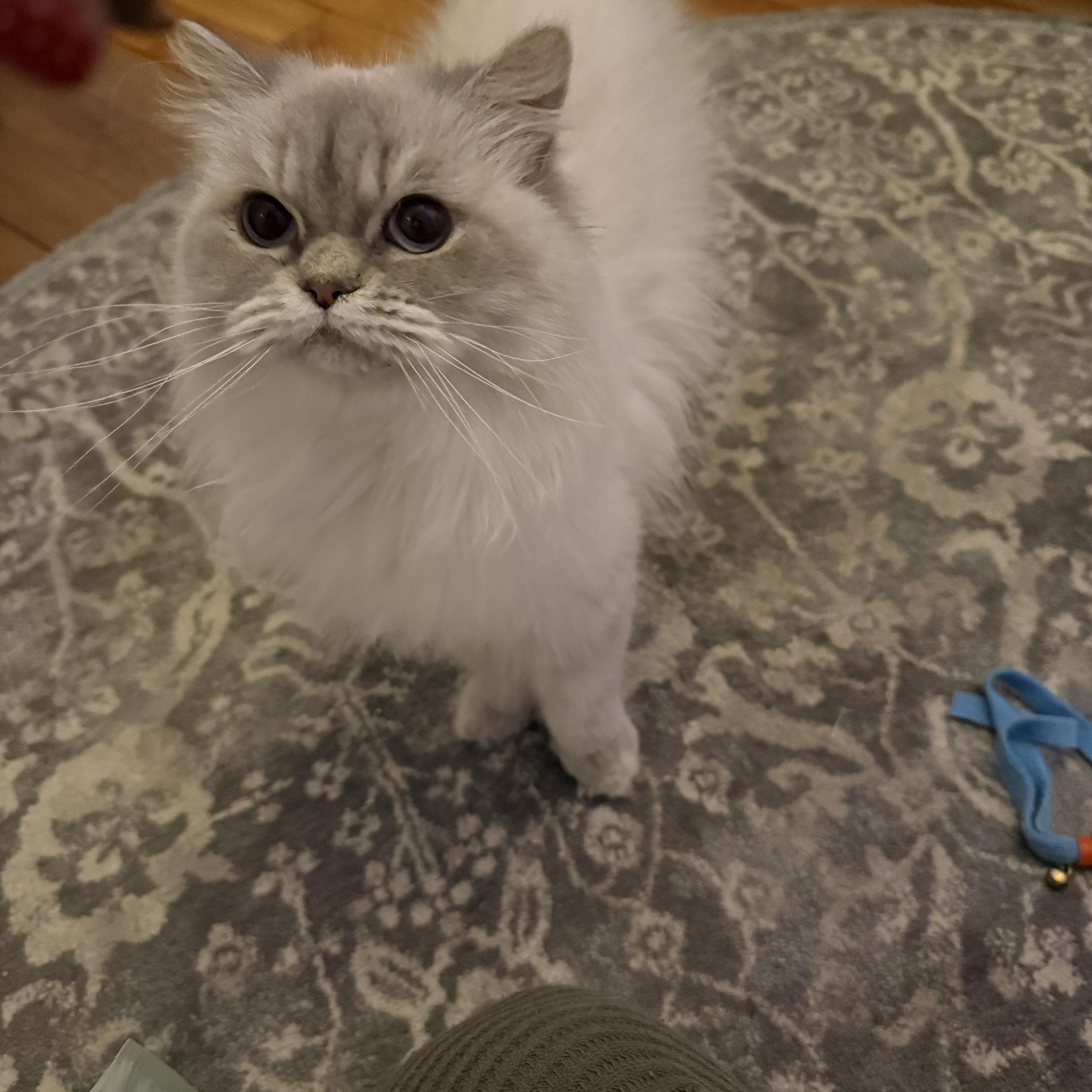 Topaz, adopted, Adult Female Himalayan.