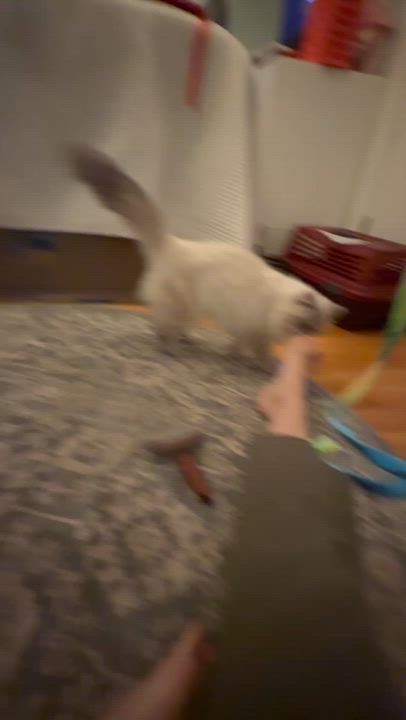 Enlarge Topaz, an adopted Himalayan in Medford, MA video 4/4