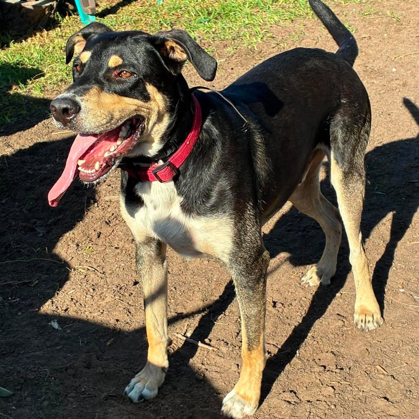 Enlarge Rico, a Adoptable mixed breed in Springfield, OR image 6/6