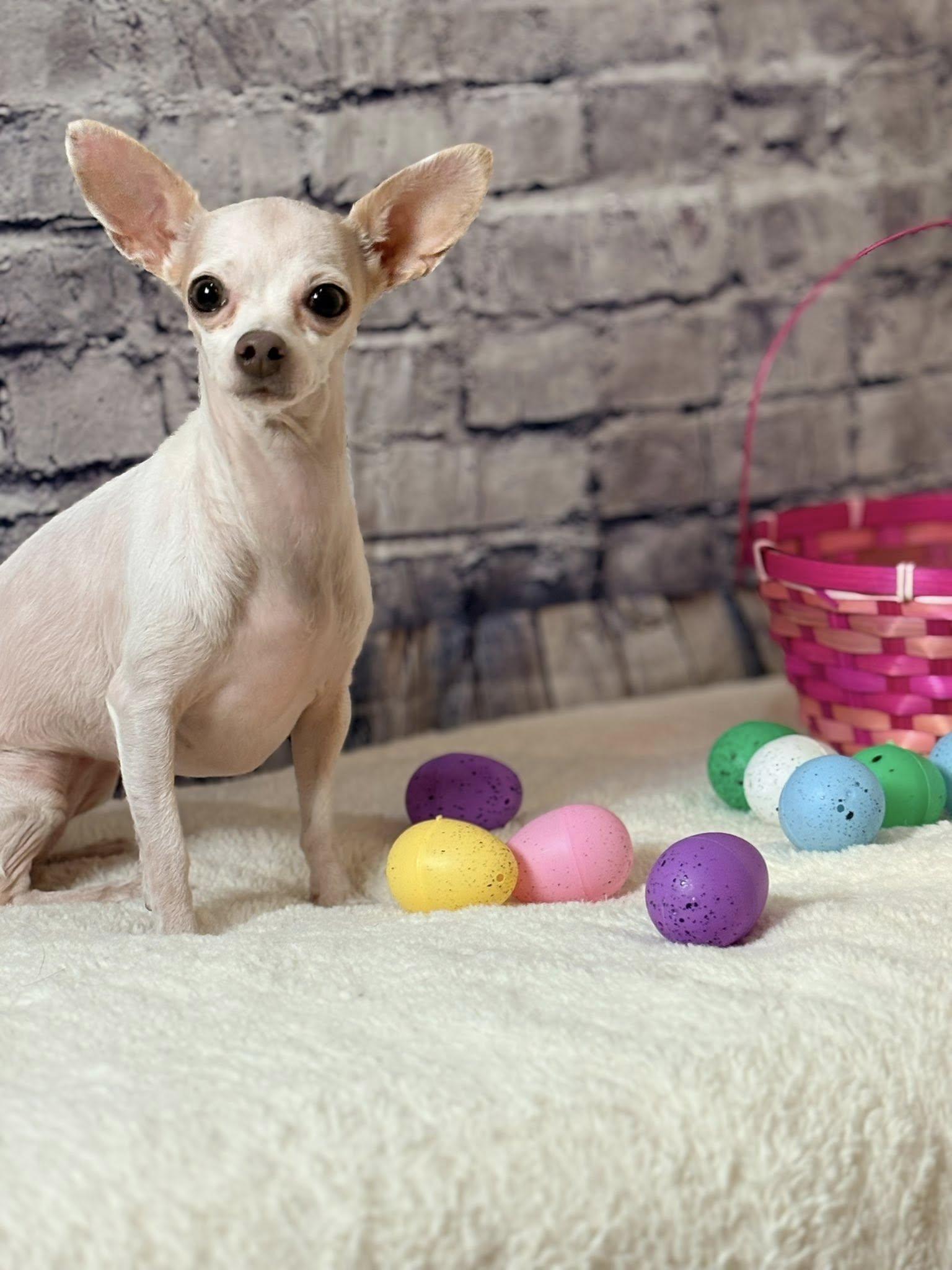 Enlarge Mia Cloud, a ADOPTABLE Chihuahua in De Pere, WI image 3/6