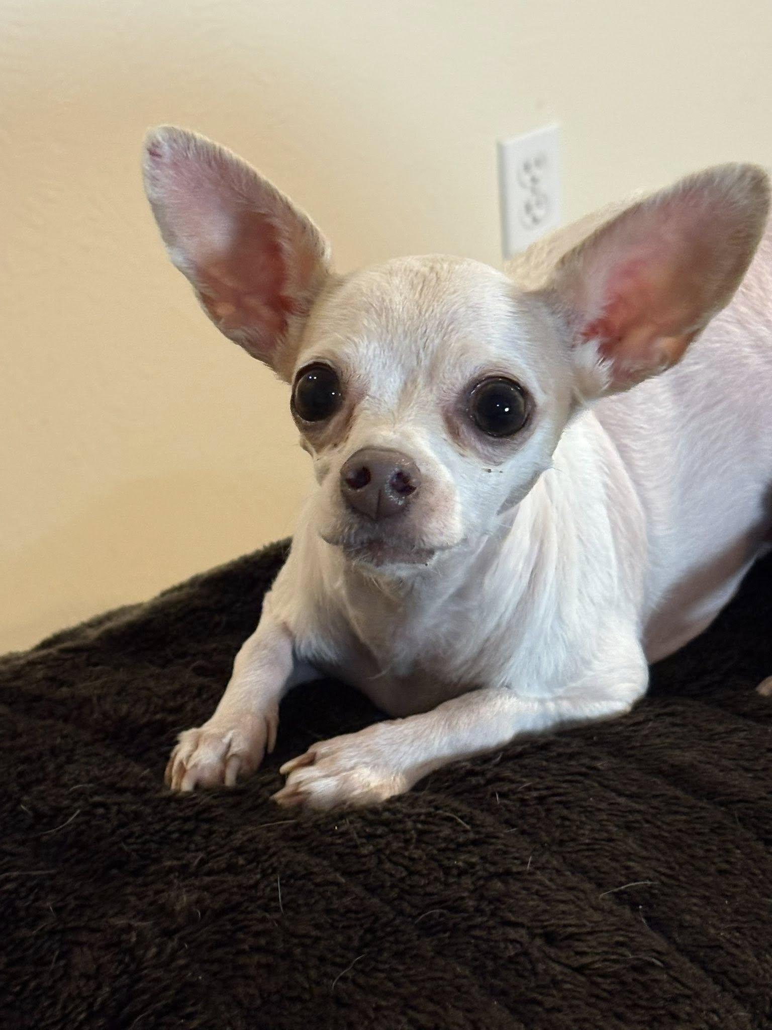 Enlarge Mia Cloud, a ADOPTABLE Chihuahua in De Pere, WI image 2/6