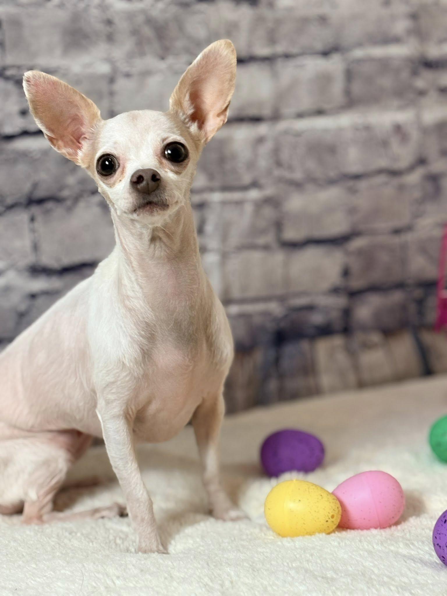 Mia Cloud, ADOPTABLE, Young Female Chihuahua.