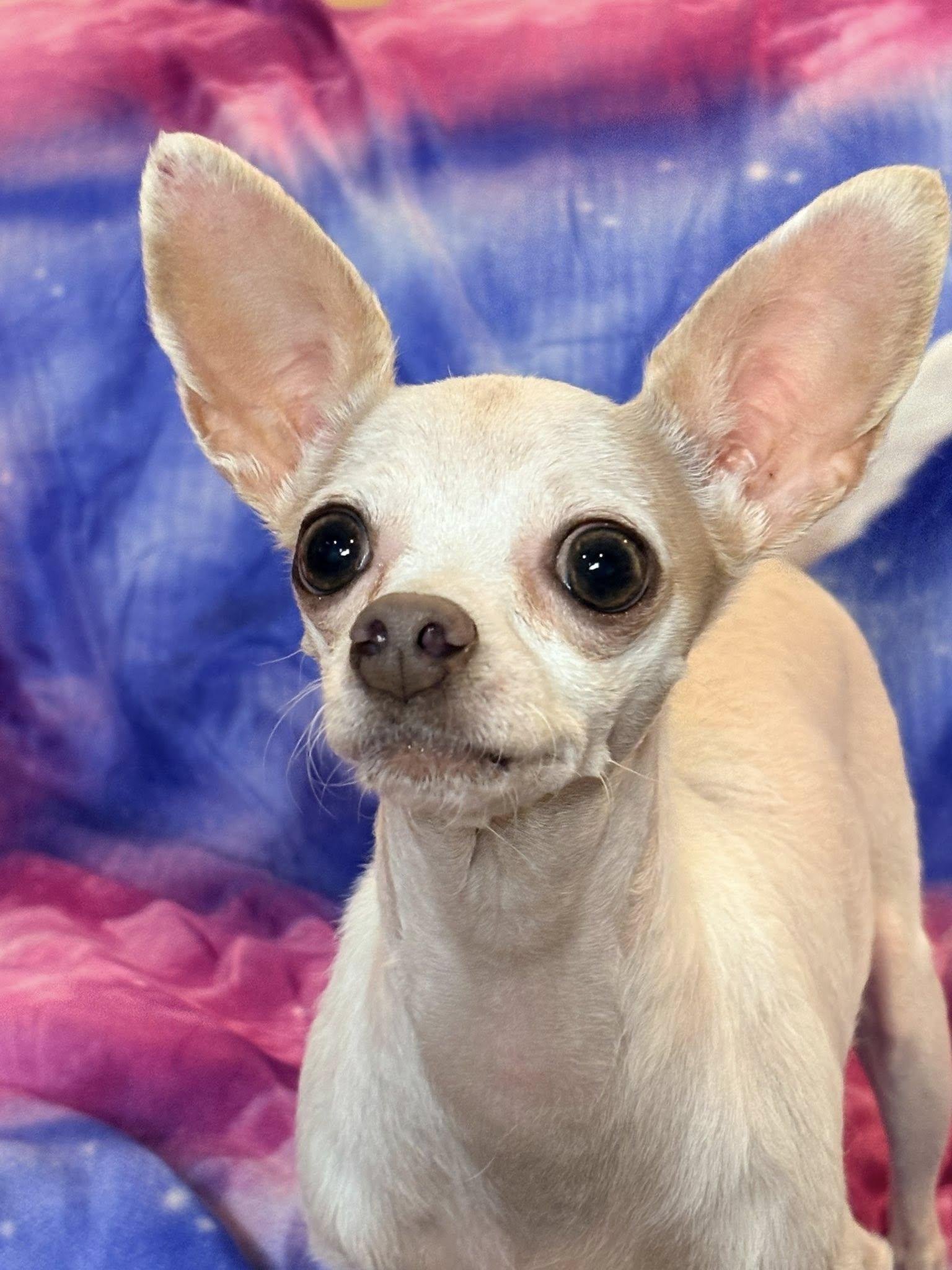 Enlarge Mia Cloud, a ADOPTABLE Chihuahua in De Pere, WI image 6/6