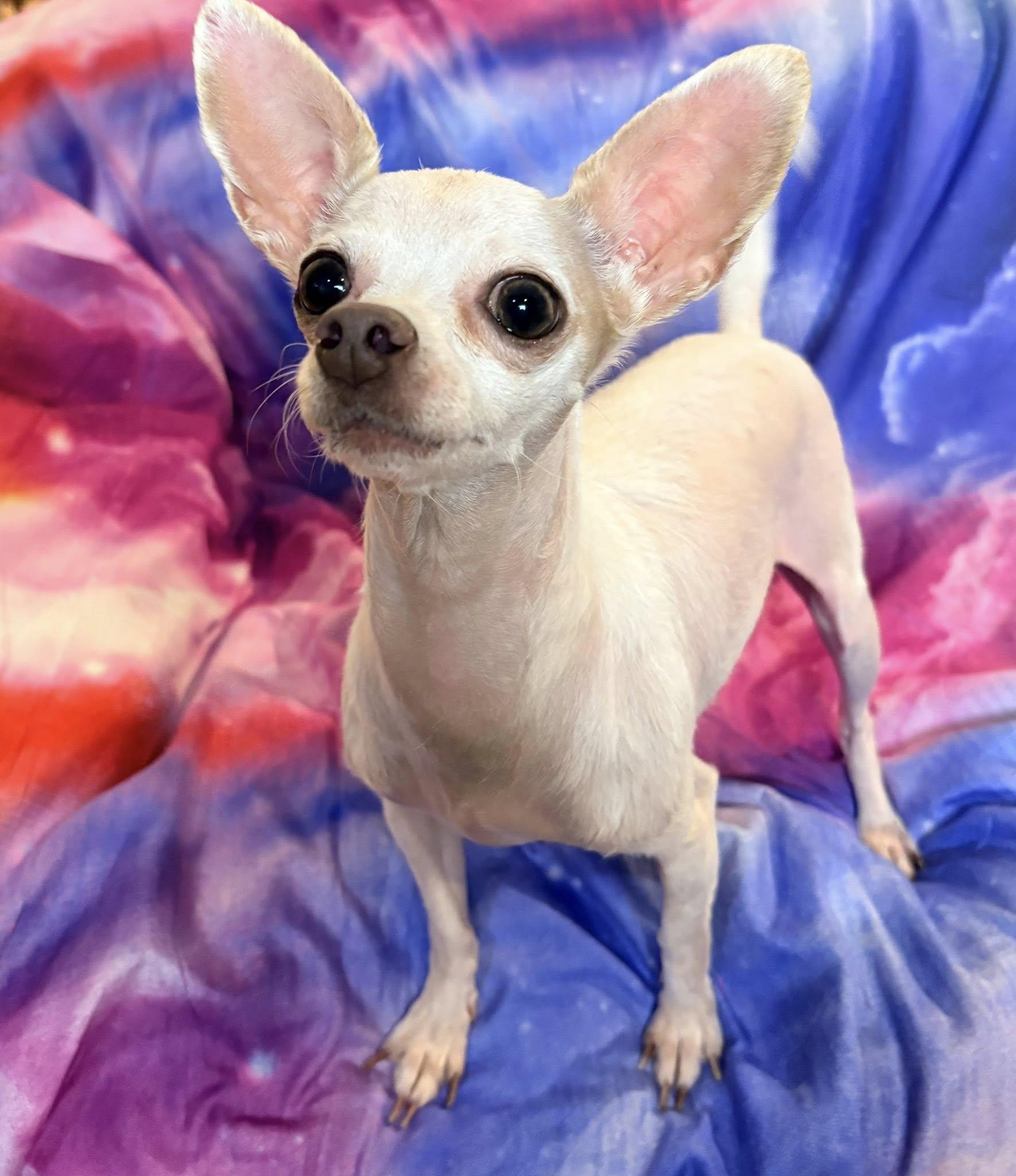 Enlarge Mia Cloud, a ADOPTABLE Chihuahua in De Pere, WI image 4/6
