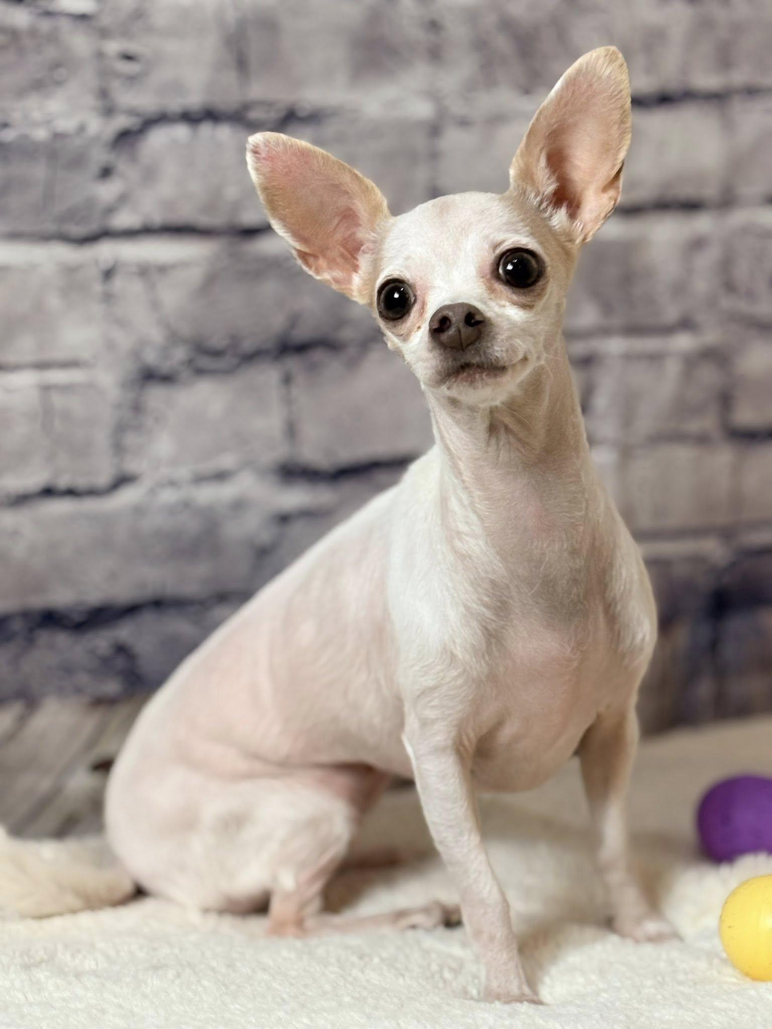 Enlarge Mia Cloud, a ADOPTABLE Chihuahua in De Pere, WI image 5/6