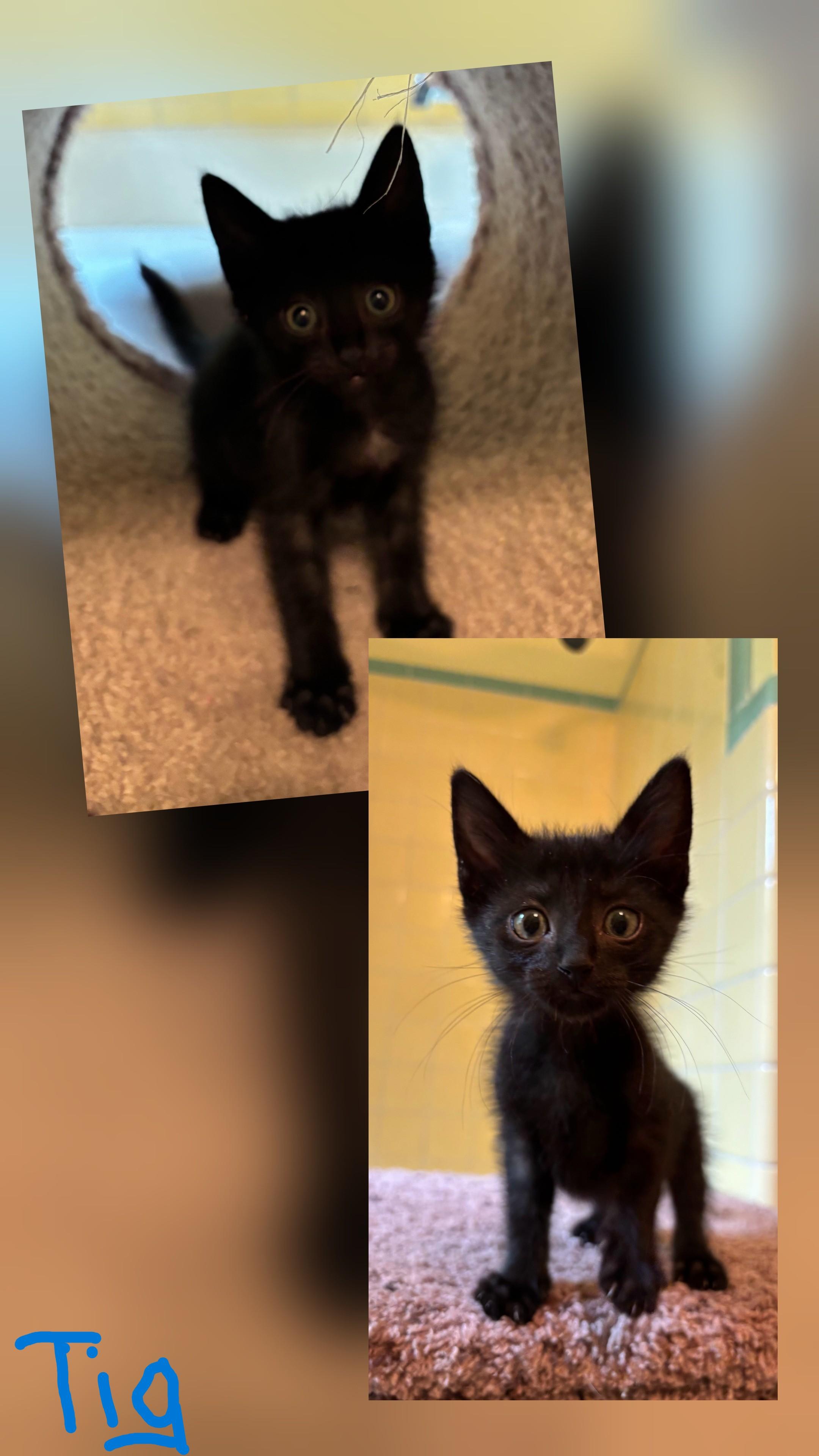 Enlarge Lovely Litter, a Adoptable Tabby in South Euclid, OH image 3/4