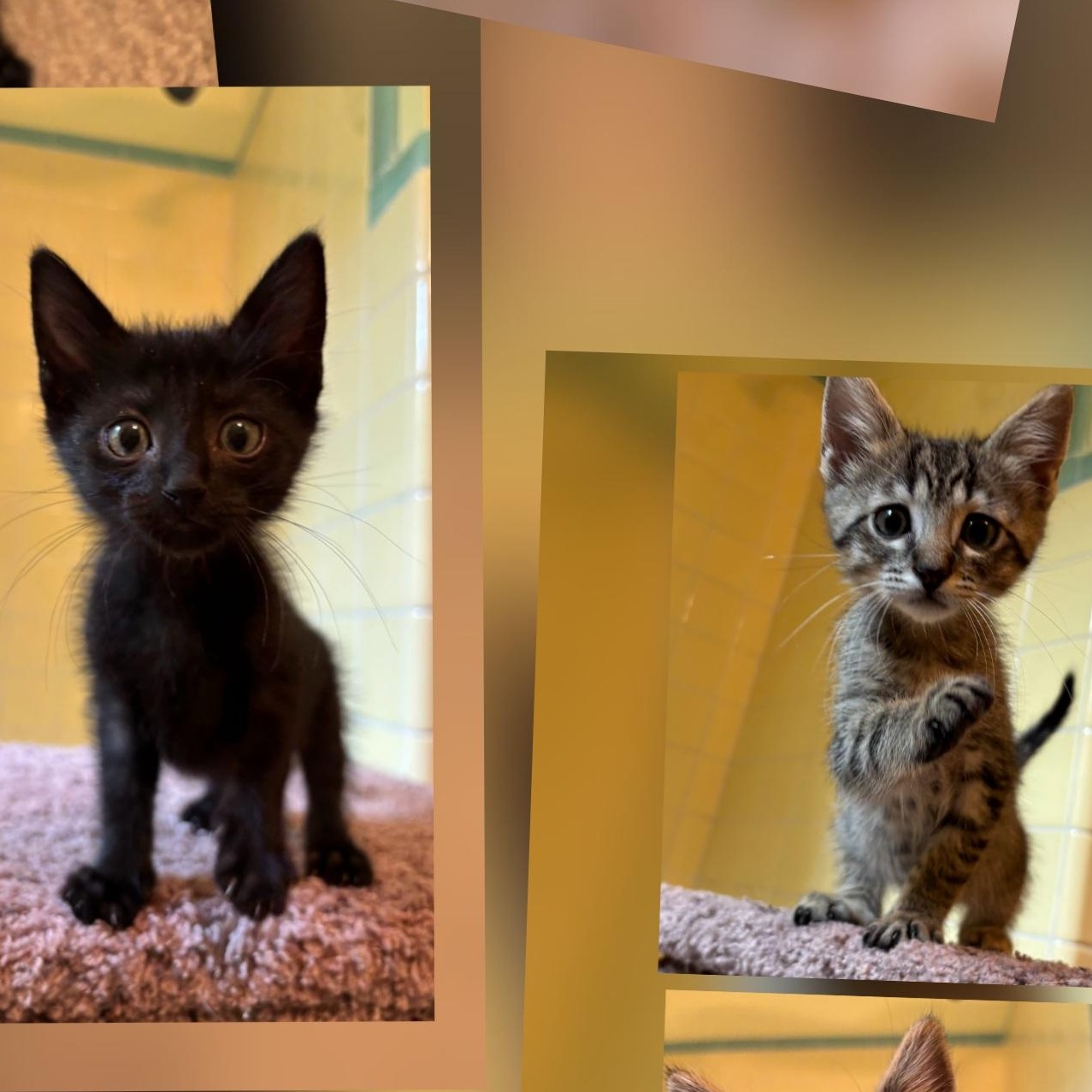 Enlarge Lovely Litter, a Adoptable Tabby in South Euclid, OH image 1/4