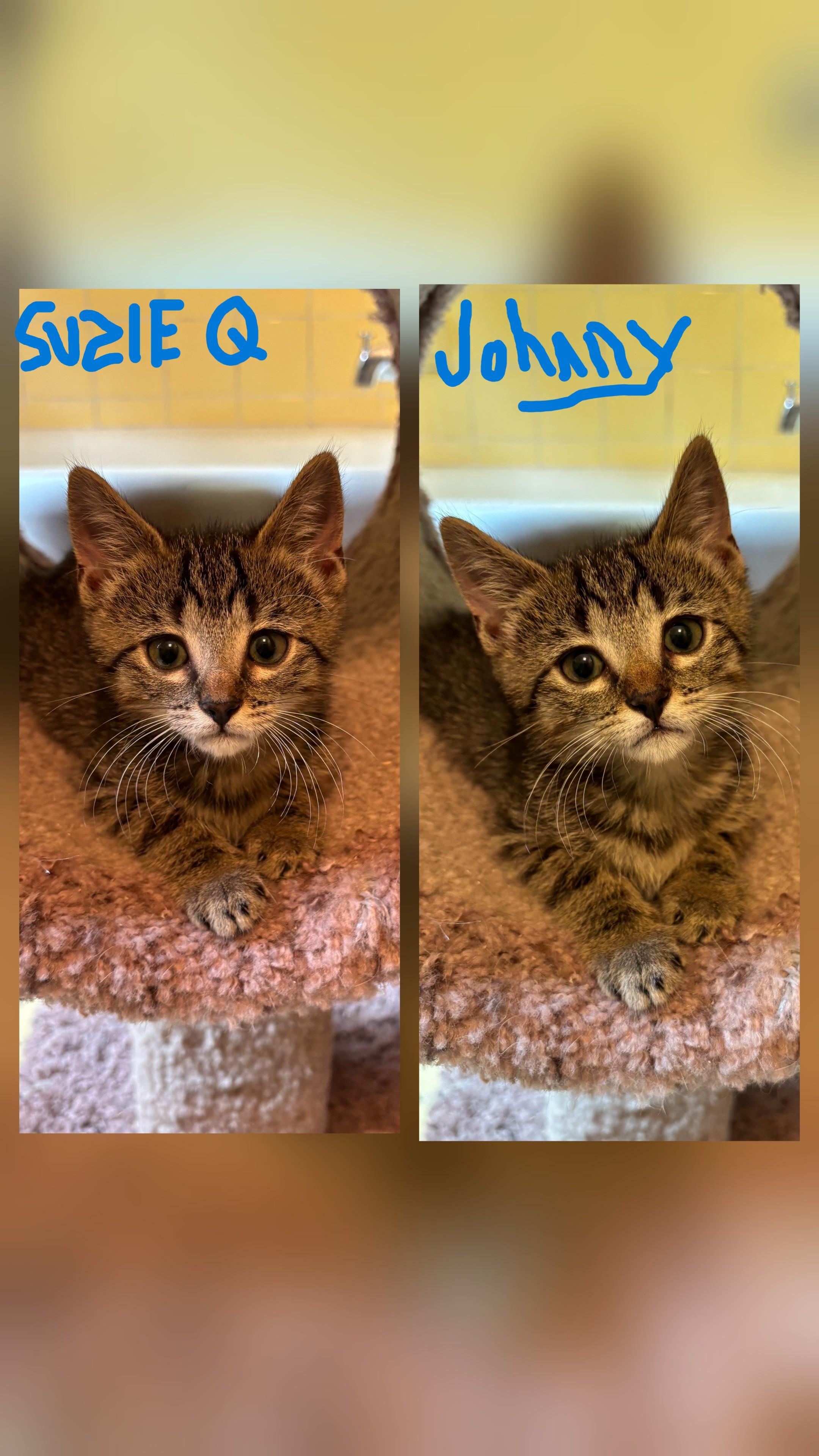 Enlarge Lovely Litter, a Adoptable Tabby in South Euclid, OH image 4/4