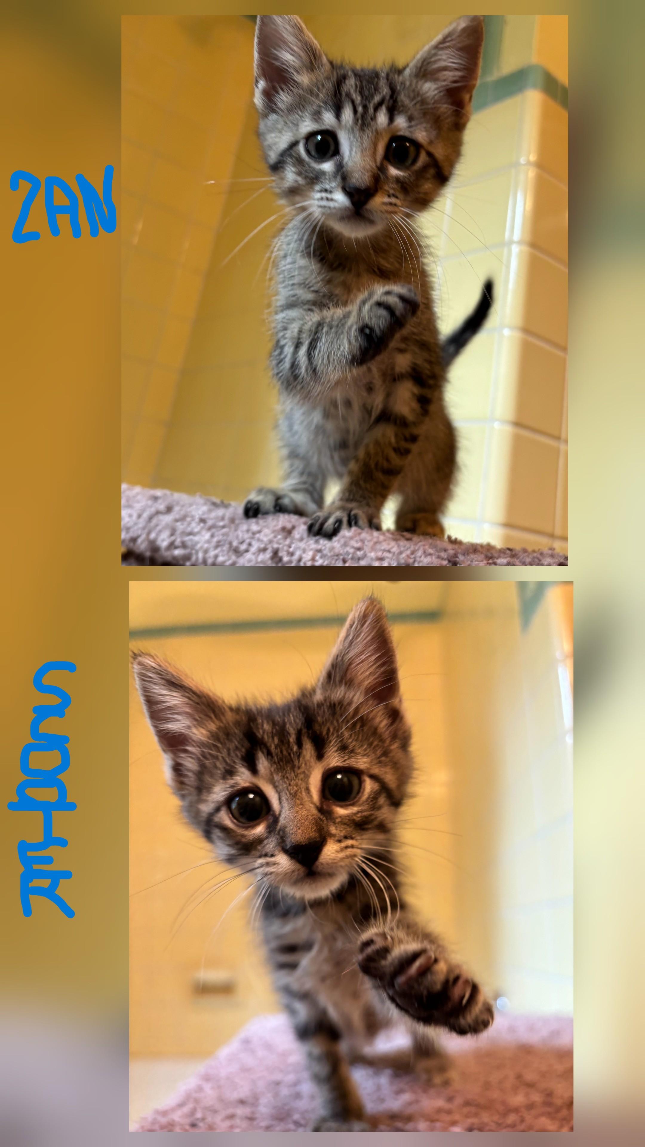 Enlarge Lovely Litter, a Adoptable Tabby in South Euclid, OH image 2/4