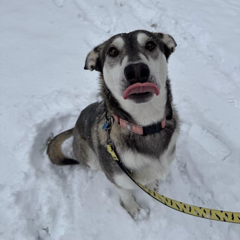 Enlarge Petunia, a Adoptable mixed breed in Hopkinton, MA image 6/6