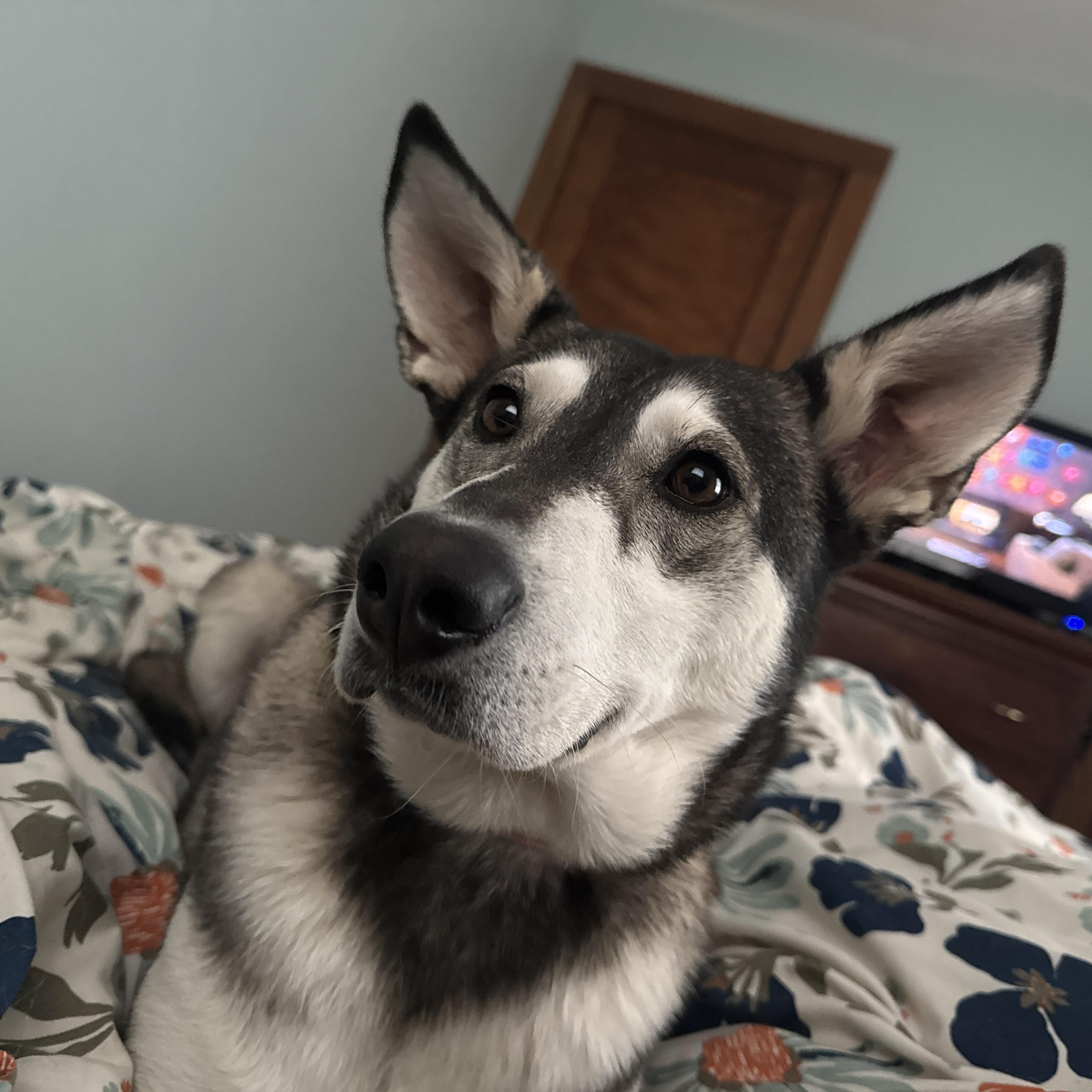 Enlarge Petunia, a Adoptable mixed breed in Hopkinton, MA image 3/6