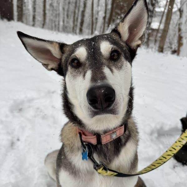 Enlarge Petunia, a Adoptable mixed breed in Hopkinton, MA image 1/6