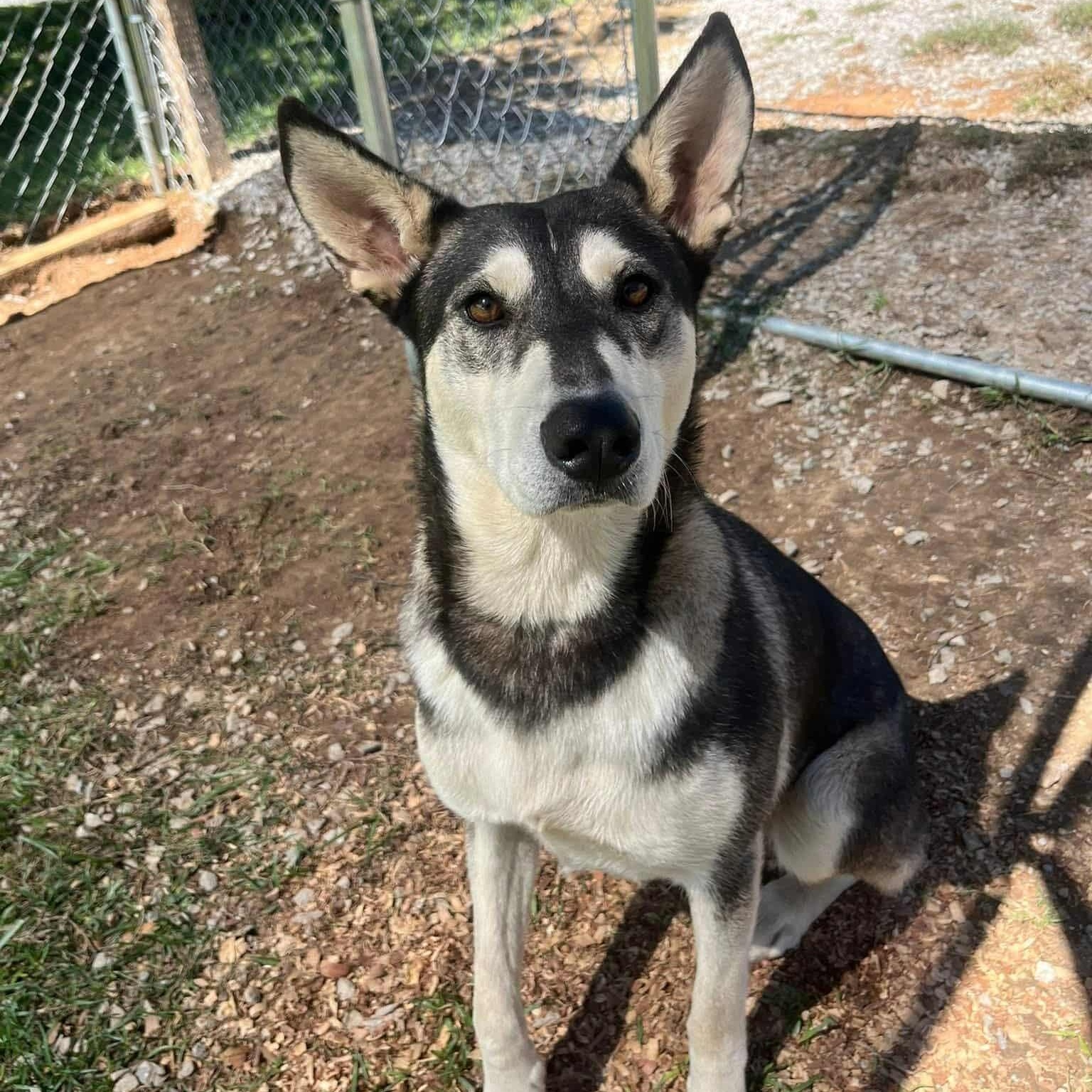 Enlarge Petunia, a Adoptable mixed breed in Hopkinton, MA image 4/6