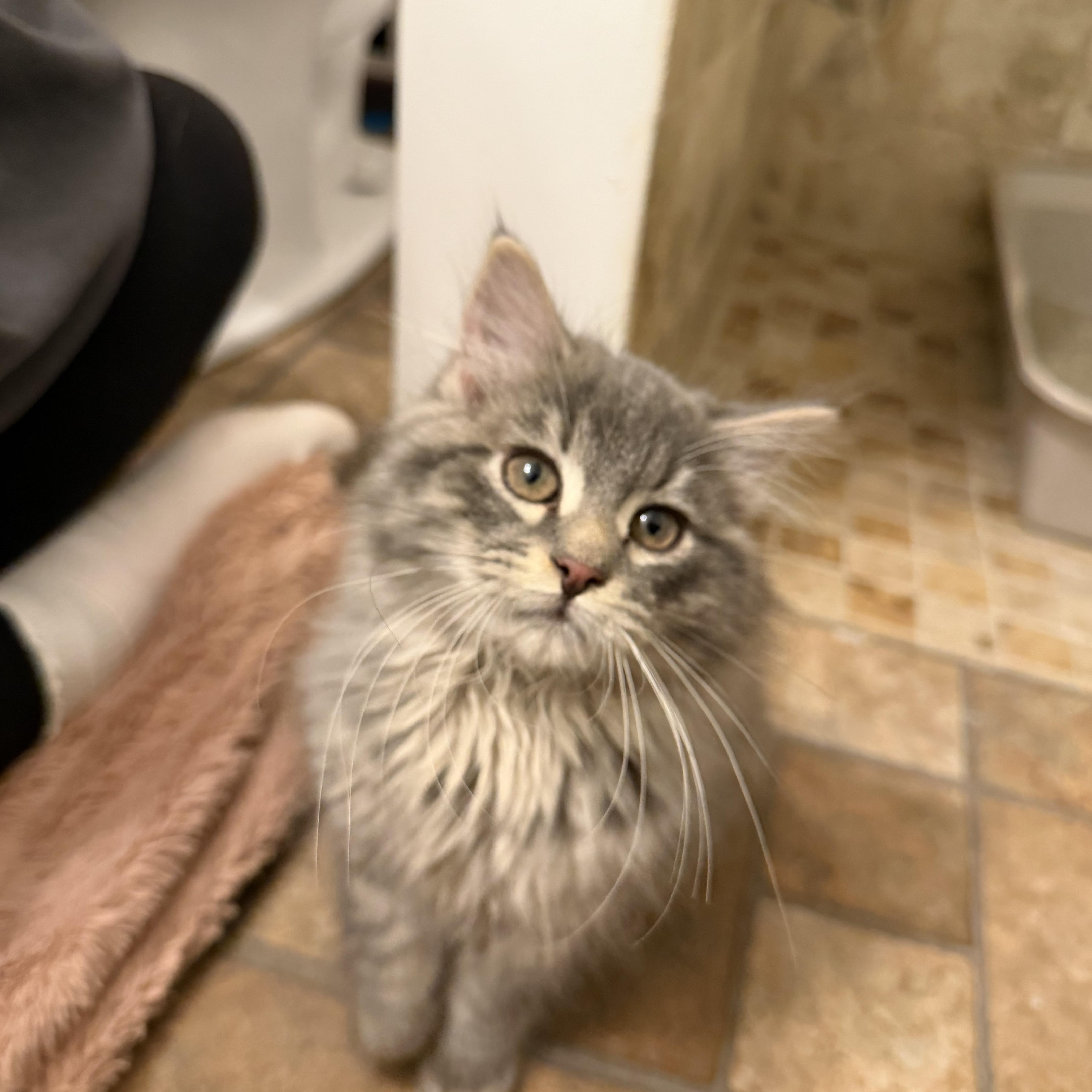 Steve, adopted, Kitten Male Domestic Long Hair.