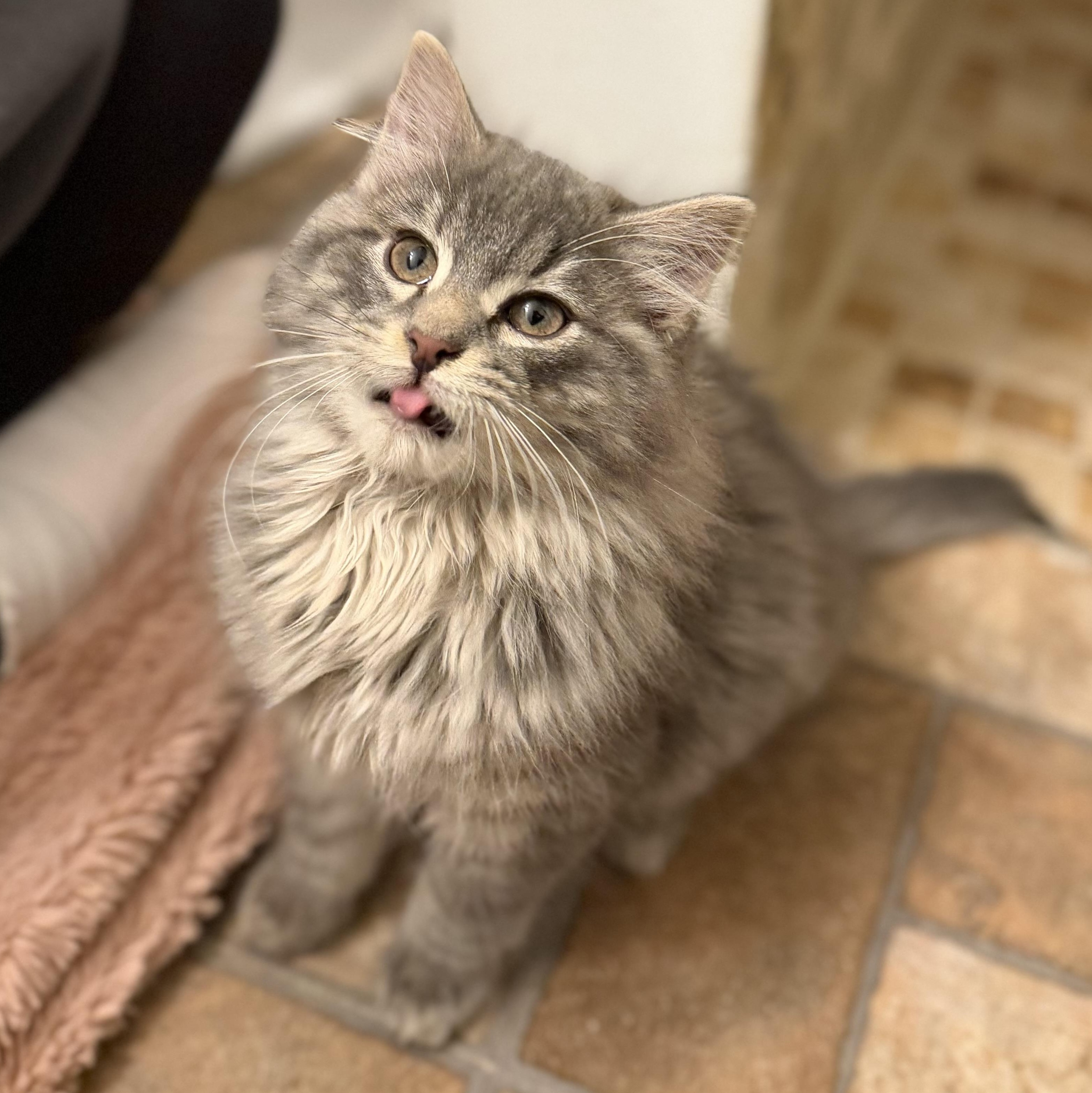 Enlarge Steve, an adopted Domestic Long Hair in Des Moines, IA image 2/5