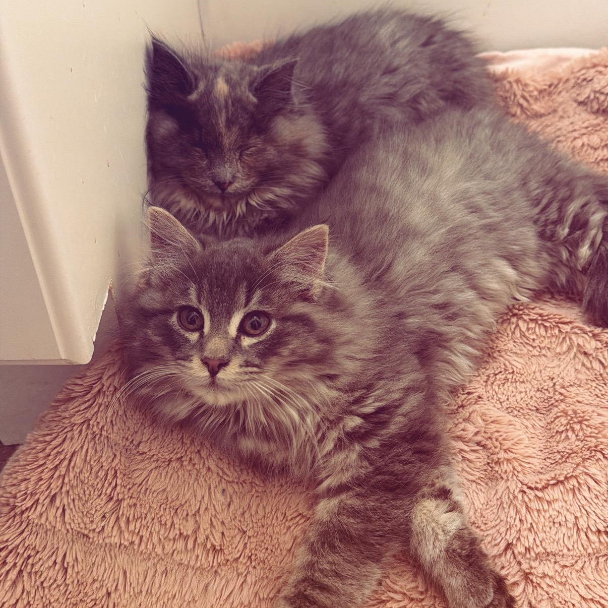 Enlarge Steve, an adopted Domestic Long Hair in Des Moines, IA image 4/5