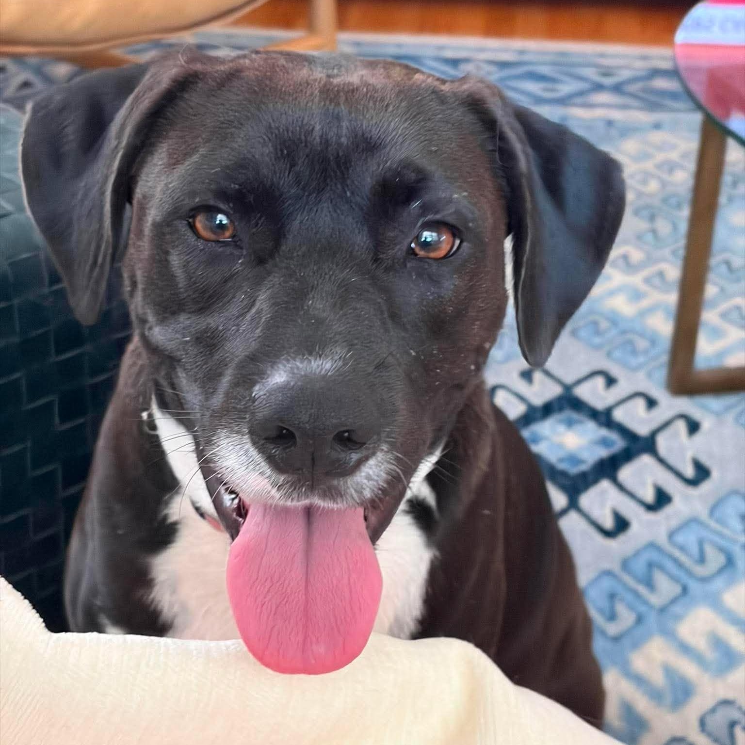 Snoops, Adoptable, Adult Male Terrier & Pointer.