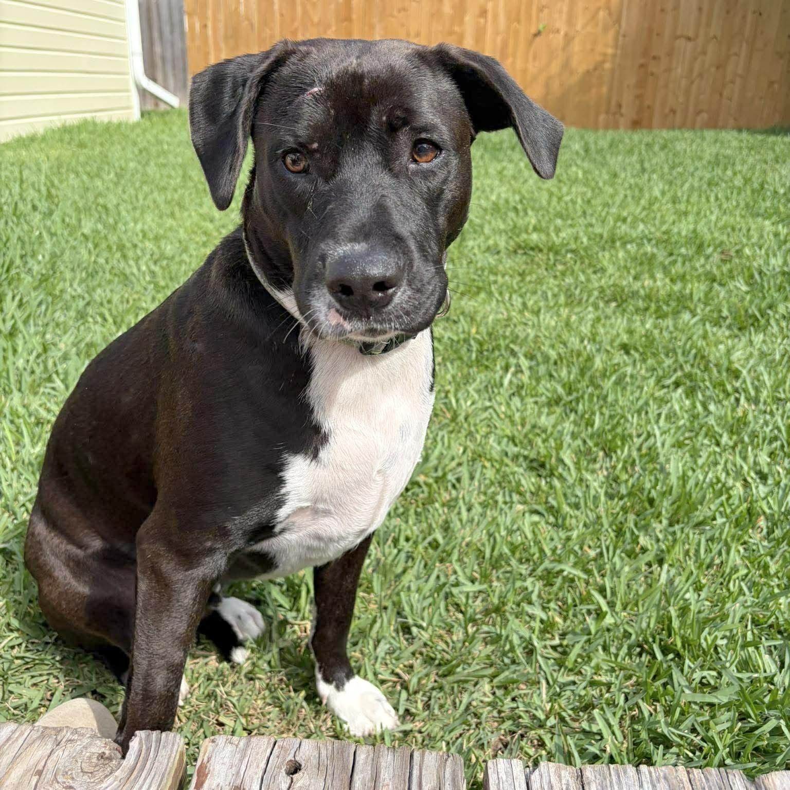 Snoops, a Adoptable mixed breed in Fort Lupton, CO image 2/6