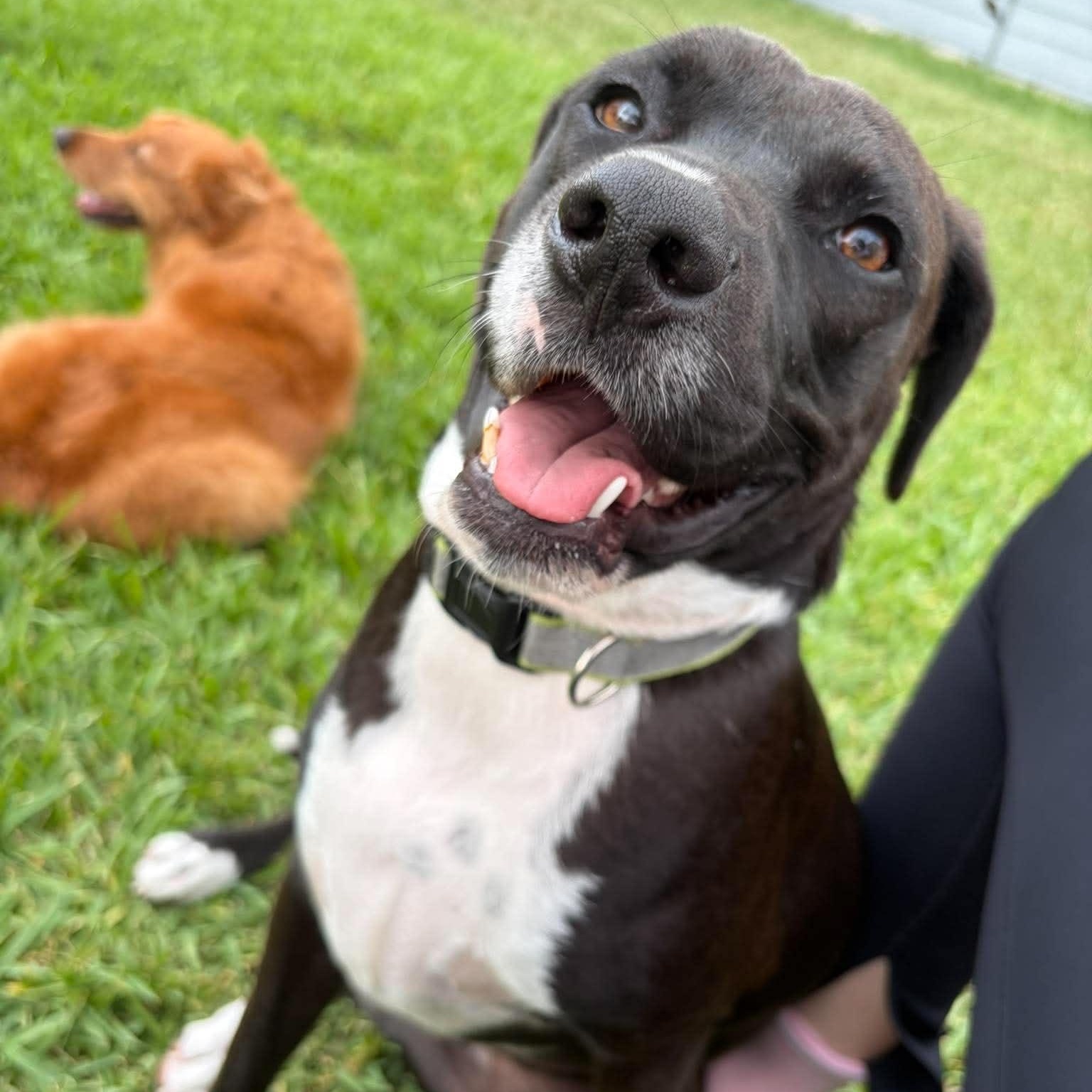 Snoops, a Adoptable mixed breed in Fort Lupton, CO image 6/6