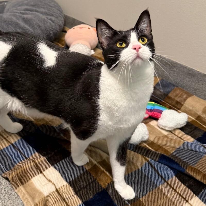 Enlarge Melvin, a Adoptable mixed breed in Fort Collins, CO image 1/6