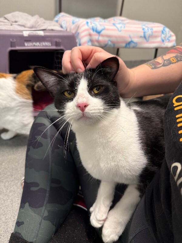 Enlarge Melvin, a Adoptable mixed breed in Fort Collins, CO image 2/6
