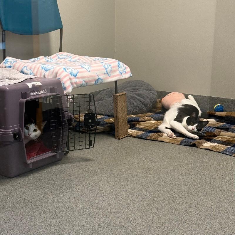 Enlarge Melvin, a Adoptable mixed breed in Fort Collins, CO image 3/6