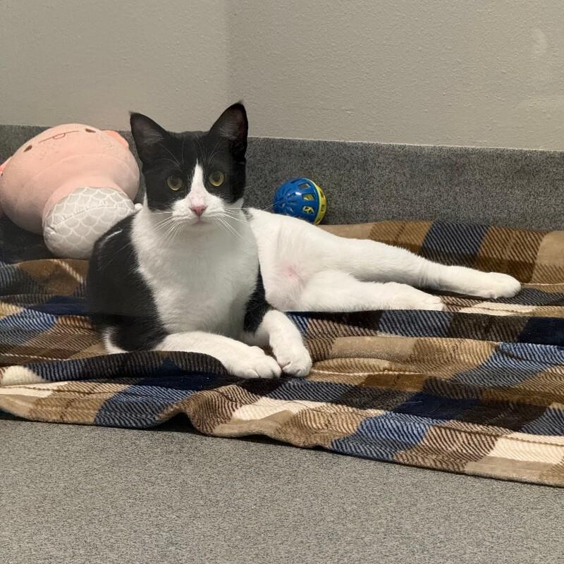 Enlarge Melvin, a Adoptable mixed breed in Fort Collins, CO image 4/6