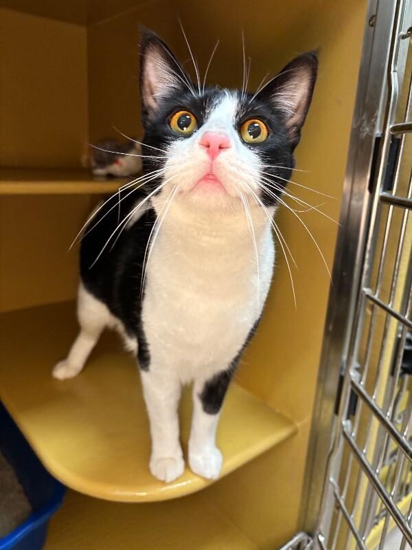 Enlarge Melvin, a Adoptable mixed breed in Fort Collins, CO image 5/6