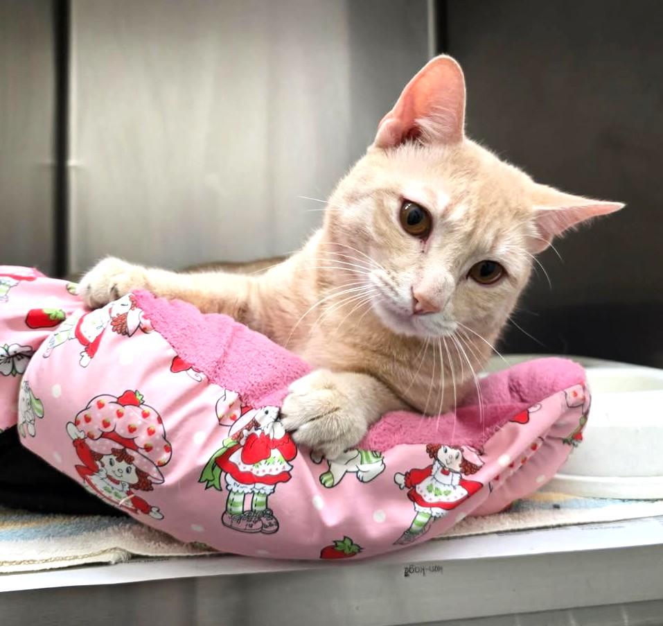 Enlarge MOONBEAM (cc7250), a Adoptable Domestic Short Hair in West Orange, NJ image 2/5