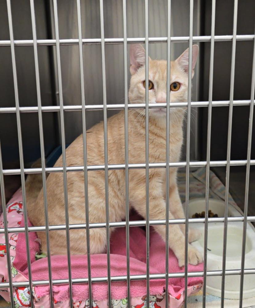 MOONBEAM (cc7250), ADOPTABLE, Adult Male Domestic Short Hair.