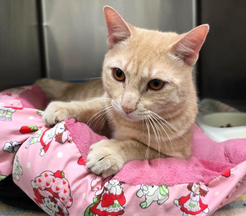 Enlarge MOONBEAM (cc7250), a Adoptable Domestic Short Hair in West Orange, NJ image 1/5