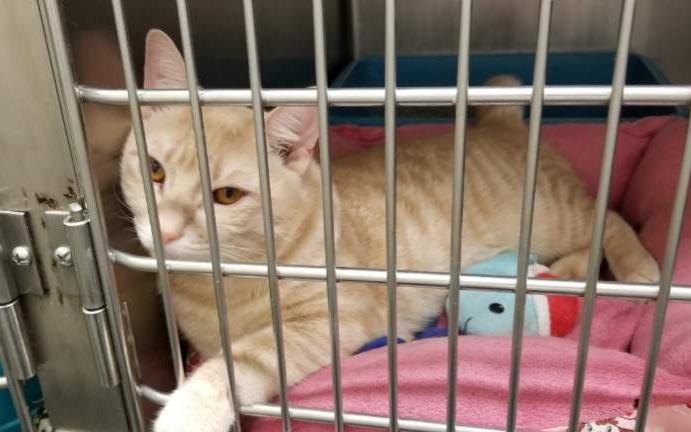 MOONBEAM (cc7250), a ADOPTABLE Domestic Short Hair in West Orange, NJ image 2/2