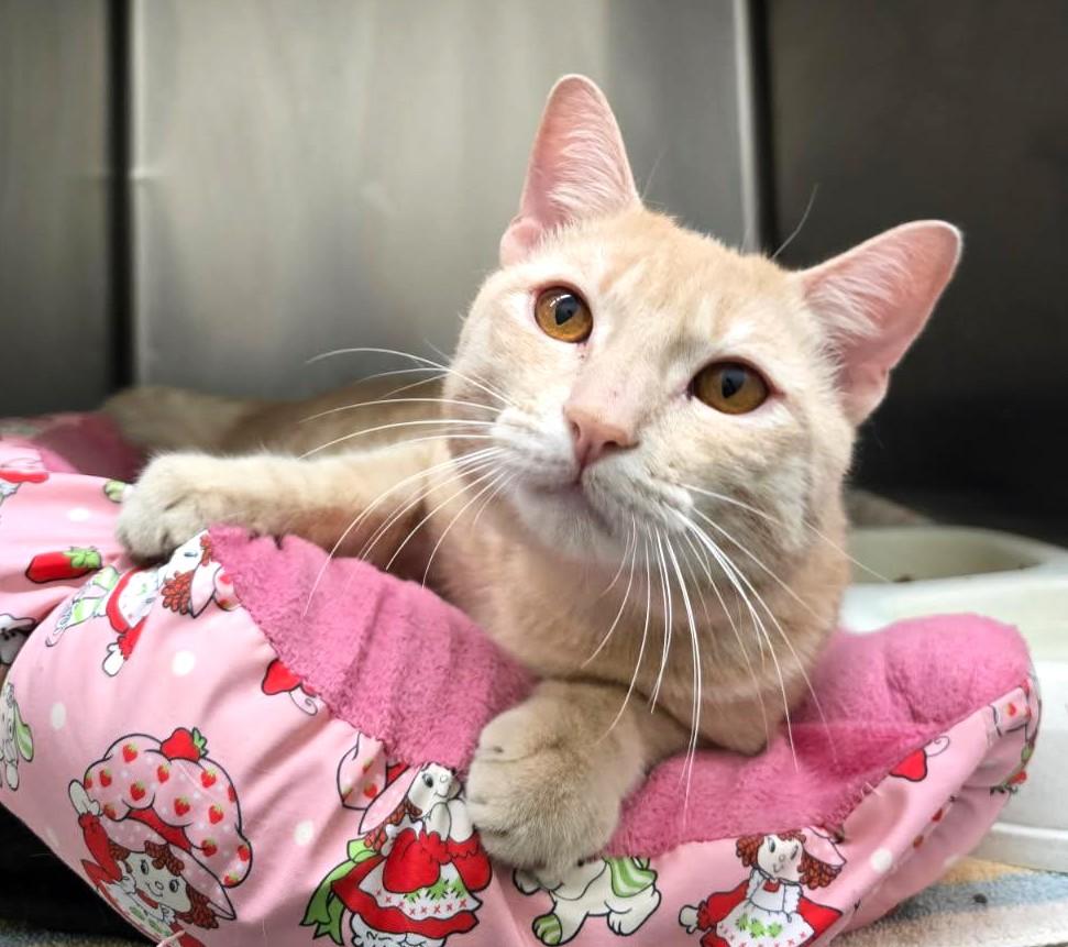 Enlarge MOONBEAM (cc7250), a Adoptable Domestic Short Hair in West Orange, NJ image 3/5
