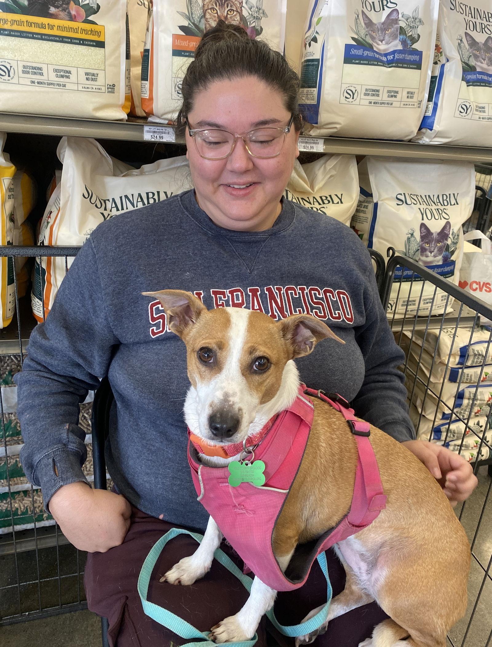 Enlarge Cupcake, a Adoptable Rat Terrier in Davis, CA image 1/3