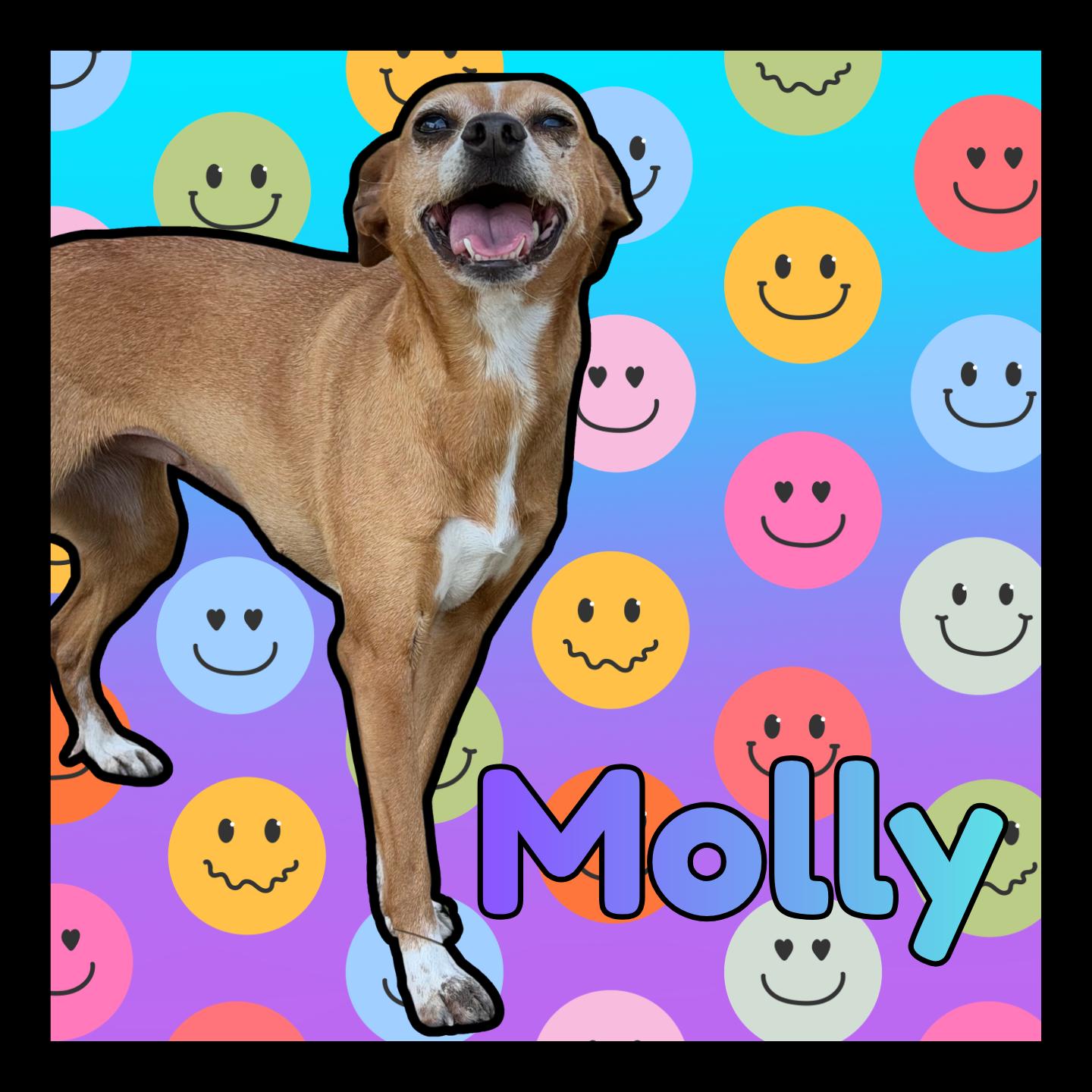 Molly, ADOPTABLE, Adult Female Rat Terrier & Miniature Pinscher.