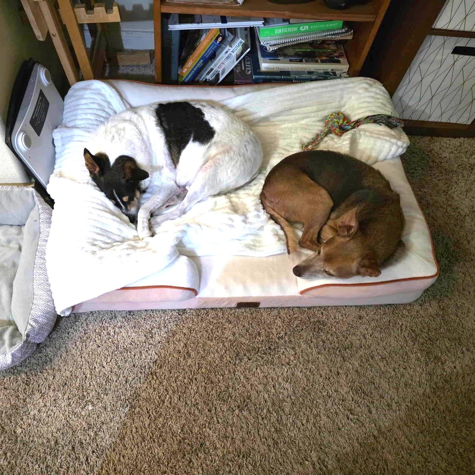 Snow Brite - The Playful Lap Dog — thumbnail 4