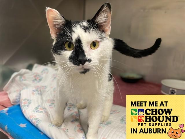 Enlarge CLETUS, a Adoptable Domestic Short Hair in Fort Wayne, IN image 1/1