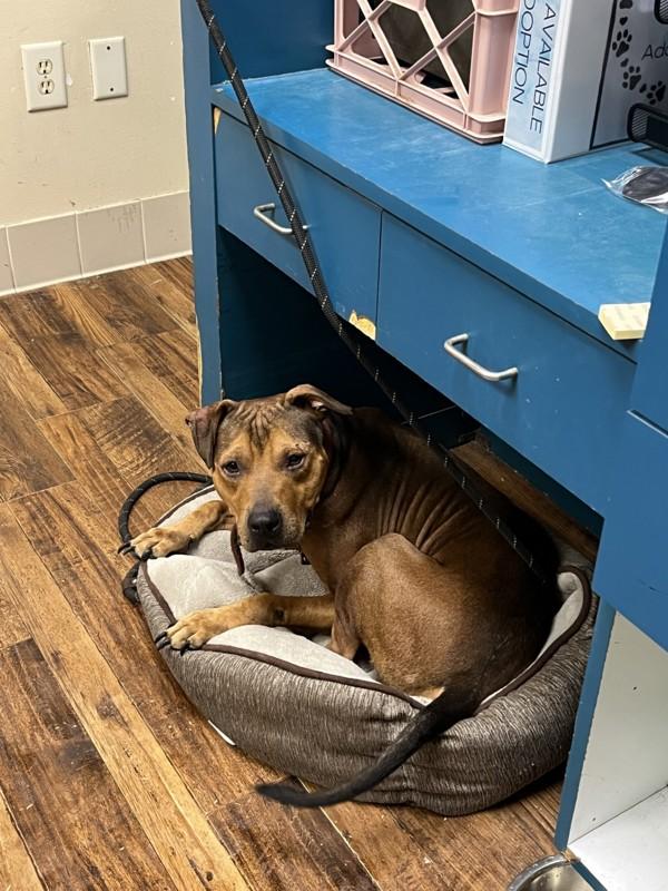 Goofy, Adoptable, Adult Male Mixed Breed.