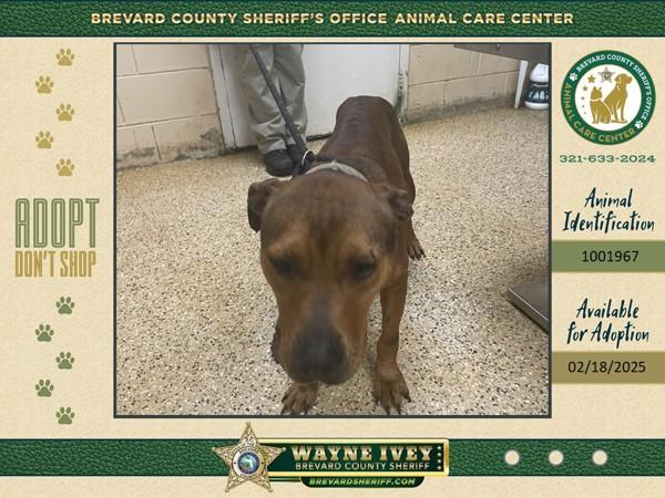 Enlarge Goofy, a Adoptable mixed breed in Melbourne, FL image 2/4