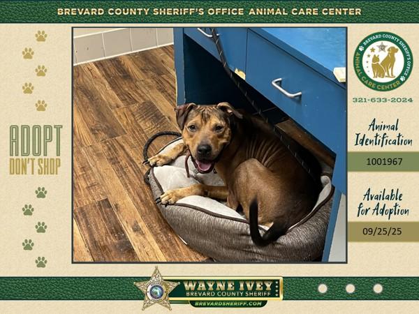 Enlarge Goofy, a Adoptable mixed breed in Melbourne, FL image 4/4